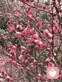 前两天下了2026年第一场大雪
愿平安喜乐🌈