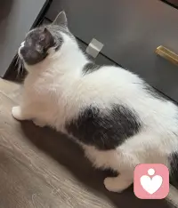 今天生活里的小确幸🌈
1.烤点热乎的小橘子
2.撸猫，这个小不点，真的超可爱
3.第一次养花长花苞了，期待😊配图