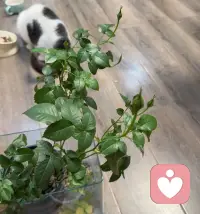 今天生活里的小确幸🌈
1.烤点热乎的小橘子
2.撸猫，这个小不点，真的超可爱
3.第一次养花长花苞了，期待😊配图