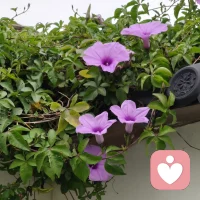 墙角的花，是时光遗落的星子，在无人问津的角落，静静编织着自己的宇宙。风掠过墙檐时，它便轻轻摇晃，像在与阳光私语；雨落下时，它又垂下花瓣，把心事藏进晶莹的水珠里。
      不要把心事藏进心底，有人在陪你！配图