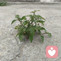 它不羡慕园中争艳的群芳，也不抱怨命运的安排，只是在尘埃与缝隙间，倔强地绽放着属于自己的色彩。或许，这便是生命最动人的姿态——在有限的天地里，活出无限的诗意。配图