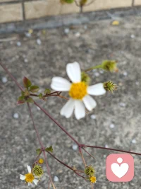 在纷繁复杂的世界里，我们常常追逐功名利禄，迷失了自我。让我们停下匆忙的脚步，回归本心，去寻找那份最初的纯粹与宁静，倾听内心的声音，做真实的自己。配图