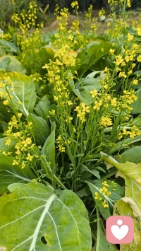 人生的两种境界，一种是痛而不言，一种是笑而不语，痛而不言是一种历练，笑而不语是一种成长