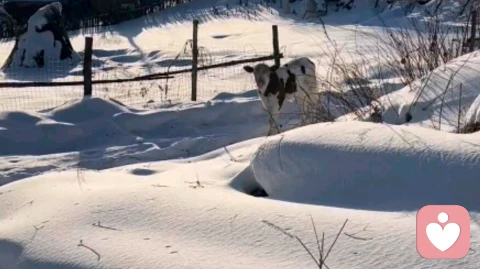 那些难熬的日子，都在时光里酿成了糖