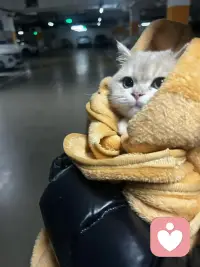 抱着咪咪回家，开始接单了