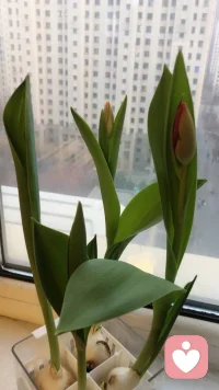 我的郁金香🌷含苞待放，期待花开
