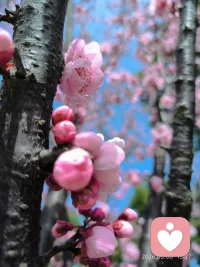 今天外面下着雨，翻出前两天拍的照片，看着澄澈的蓝天和满枝温柔的粉花，心情一下子就亮起来了。