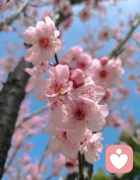 今天外面下着雨，翻出前两天拍的照片，看着澄澈的蓝天和满枝温柔的粉花，心情一下子就亮起来了。