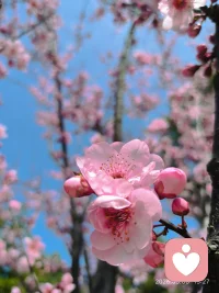今天外面下着雨，翻出前两天拍的照片，看着澄澈的蓝天和满枝温柔的粉花，心情一下子就亮起来了。