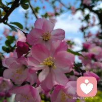 一日不见，花开满枝
原来所有的绽放，都在悄悄蓄力配图