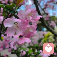 一日不见，花开满枝
原来所有的绽放，都在悄悄蓄力配图