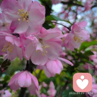 一日不见，花开满枝
原来所有的绽放，都在悄悄蓄力配图