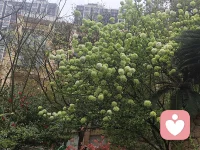 你看这满树的绿绣球，开得多沉啊，一团团挤在枝头，像把春天的温柔都攒成了花球。
绣球（仿佛轻声低语），熬过了料峭的寒风，才敢这般肆意舒展。你是不是也和我一样[勾引]你看我的花瓣，层层叠叠却不杂乱，每一朵都朝着阳光长。你也一样，那些藏在心里的牵挂与期许，都是支撑你往前走的光配图