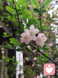 我不是来解决所有难题，也不是来给出标准答案。
我只是认真听，认真感受，让那些没处说的话、不敢掉的泪、无人懂的难，有一个可以安放的地方。
 
原来倾听本身，就是一种温柔的力量。
不喧哗，不耀眼，却能让人在被看见、被接纳的瞬间，慢慢松一口气，重新找回往前走的勇气。
 
愿每一颗被倾听的心，都能被温柔以待；
也愿每一次认真的聆听，都不被辜负。配图