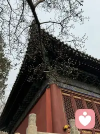 其实真正的强大，根本就不是对抗。而是，如其所是 允许发生。允许遗憾 允许丑陋 允许虚伪 允许愚蠢 允许自己的付出没有回报。当允许一切发生之后，你就会明白，什么叫做闲看庭前花开花落，去留无意。漫随天外云卷云舒。当开始不再跟这个世界对抗的时候，如其所是 自由发展。你会慢慢的变成一个，非常柔软 松弛 放松的人 也就是一个无比强大的 大人配图