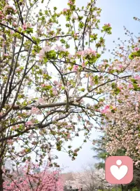 春天花会开！咱们一起多出去走走，就算不远行，到小公园里，到小河边边，绿化工人正在浇水、补种，整理绿植。闻闻泥土混合水的味道，看看满树枝穿出的花苞嫩叶。加油过好每一天，再回头看看，也就大致过的很好了！配图