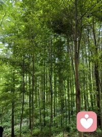 原来最好的治愈，从不是刻意寻觅。偶尔的置身自然，让脚步慢下来，让心绪静下来，在山野间汲取力量，便是假期最温柔的馈赠。祝大家五一快乐！配图