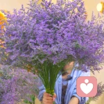 心灵港湾的头像