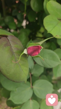 慢慢的，慢慢的，不知不觉的就要盛开了