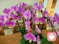 想听你心里的小密秘配图