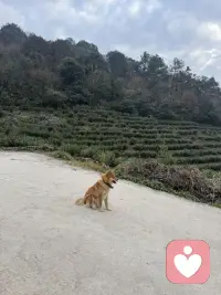 跟儿子同学的妈妈聊天中得知，她女儿初中后成绩一落千丈，各种情绪，叛逆，和爸妈吵闹，喜欢各种奇装怪服，得知平时家庭教育中爸爸是缺失的，说是心脏不好，是家里的顶梁柱，万一气出啥，这个家可咋办，家里还有个四年级的女儿，聊天中能感受到妈妈的焦虑 气氛 无助 无奈 ，其实这样的家长大有人在，孩子为啥会这样，是所谓的叛逆期吗，最大的原因在于家庭，在于夫妻关系，孩子问题的背后肯定有原因，当听到前几天还用衣架打孩子时，我真的很心疼这个孩子，孩子想这样吗，谁不想越来越好，假如爸爸妈妈多爱 多理解 多关心 多信任 多认可 少唠叨 少埋怨 少刺激 少批评等，会不会不会成现在这样，亲们，从我们自身找原因吧，尽量少管或者不管，让自己放手，让自己闭嘴，好好修行自我，自己成长了孩子自然就会好起来，我们一起加油