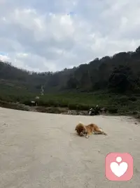 跟儿子同学的妈妈聊天中得知，她女儿初中后成绩一落千丈，各种情绪，叛逆，和爸妈吵闹，喜欢各种奇装怪服，得知平时家庭教育中爸爸是缺失的，说是心脏不好，是家里的顶梁柱，万一气出啥，这个家可咋办，家里还有个四年级的女儿，聊天中能感受到妈妈的焦虑 气氛 无助 无奈 ，其实这样的家长大有人在，孩子为啥会这样，是所谓的叛逆期吗，最大的原因在于家庭，在于夫妻关系，孩子问题的背后肯定有原因，当听到前几天还用衣架打孩子时，我真的很心疼这个孩子，孩子想这样吗，谁不想越来越好，假如爸爸妈妈多爱 多理解 多关心 多信任 多认可 少唠叨 少埋怨 少刺激 少批评等，会不会不会成现在这样，亲们，从我们自身找原因吧，尽量少管或者不管，让自己放手，让自己闭嘴，好好修行自我，自己成长了孩子自然就会好起来，我们一起加油