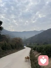 跟儿子同学的妈妈聊天中得知，她女儿初中后成绩一落千丈，各种情绪，叛逆，和爸妈吵闹，喜欢各种奇装怪服，得知平时家庭教育中爸爸是缺失的，说是心脏不好，是家里的顶梁柱，万一气出啥，这个家可咋办，家里还有个四年级的女儿，聊天中能感受到妈妈的焦虑 气氛 无助 无奈 ，其实这样的家长大有人在，孩子为啥会这样，是所谓的叛逆期吗，最大的原因在于家庭，在于夫妻关系，孩子问题的背后肯定有原因，当听到前几天还用衣架打孩子时，我真的很心疼这个孩子，孩子想这样吗，谁不想越来越好，假如爸爸妈妈多爱 多理解 多关心 多信任 多认可 少唠叨 少埋怨 少刺激 少批评等，会不会不会成现在这样，亲们，从我们自身找原因吧，尽量少管或者不管，让自己放手，让自己闭嘴，好好修行自我，自己成长了孩子自然就会好起来，我们一起加油