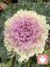 昨天快下班时来一位重症患者，55岁，黑龙江人，丈夫女儿女婿都在这边打工，有膜性肾病 糖尿病六七年了，这几天肺部感染加重肾病，导致各器官功能衰竭，电解质紊乱，酸碱失衡，到医院时指脉氧只有65%，心率168次，呼吸困难，立即抢救，上呼吸机，药物对症治疗，好不容易缓解点。作为在一线工作的医生，见到这样的患者也很多，可每次看到还是会心里不舒服，现在疾病越来越年轻化了，有几个建议吧，每年做个体检，及时发现及时治疗，心态平和，有充足睡眠，坚持运动，有啥烦心事别忘心里搁，我作为倾听师，愿意倾听你的烦恼，希望我们每个人都开心快乐健康平安！