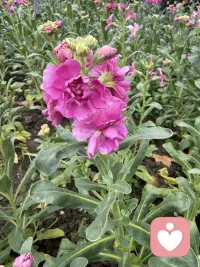 昨天快下班时来一位重症患者，55岁，黑龙江人，丈夫女儿女婿都在这边打工，有膜性肾病 糖尿病六七年了，这几天肺部感染加重肾病，导致各器官功能衰竭，电解质紊乱，酸碱失衡，到医院时指脉氧只有65%，心率168次，呼吸困难，立即抢救，上呼吸机，药物对症治疗，好不容易缓解点。作为在一线工作的医生，见到这样的患者也很多，可每次看到还是会心里不舒服，现在疾病越来越年轻化了，有几个建议吧，每年做个体检，及时发现及时治疗，心态平和，有充足睡眠，坚持运动，有啥烦心事别忘心里搁，我作为倾听师，愿意倾听你的烦恼，希望我们每个人都开心快乐健康平安！