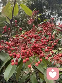 昨天快下班时来一位重症患者，55岁，黑龙江人，丈夫女儿女婿都在这边打工，有膜性肾病 糖尿病六七年了，这几天肺部感染加重肾病，导致各器官功能衰竭，电解质紊乱，酸碱失衡，到医院时指脉氧只有65%，心率168次，呼吸困难，立即抢救，上呼吸机，药物对症治疗，好不容易缓解点。作为在一线工作的医生，见到这样的患者也很多，可每次看到还是会心里不舒服，现在疾病越来越年轻化了，有几个建议吧，每年做个体检，及时发现及时治疗，心态平和，有充足睡眠，坚持运动，有啥烦心事别忘心里搁，我作为倾听师，愿意倾听你的烦恼，希望我们每个人都开心快乐健康平安！