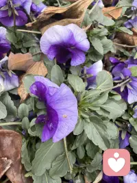 昨天快下班时来一位重症患者，55岁，黑龙江人，丈夫女儿女婿都在这边打工，有膜性肾病 糖尿病六七年了，这几天肺部感染加重肾病，导致各器官功能衰竭，电解质紊乱，酸碱失衡，到医院时指脉氧只有65%，心率168次，呼吸困难，立即抢救，上呼吸机，药物对症治疗，好不容易缓解点。作为在一线工作的医生，见到这样的患者也很多，可每次看到还是会心里不舒服，现在疾病越来越年轻化了，有几个建议吧，每年做个体检，及时发现及时治疗，心态平和，有充足睡眠，坚持运动，有啥烦心事别忘心里搁，我作为倾听师，愿意倾听你的烦恼，希望我们每个人都开心快乐健康平安！