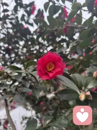 教育不是指责，而是帮助父母找到更好的方式爱孩子。
当全世界都在否定你的孩子时，请记住：你的拥抱就是他最温暖的港湾。
想改变孩子，先成长自己。把责任推给孩子，只会让他更无助。
父母无法决定孩子的路，但可以用爱照亮他的方向。改变不是认错，而是为了给孩子更好的陪伴。
[爱心] 早安 愿每个孩子都被温柔以待 [爱心]