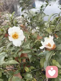 教育不是指责，而是帮助父母找到更好的方式爱孩子。
当全世界都在否定你的孩子时，请记住：你的拥抱就是他最温暖的港湾。
想改变孩子，先成长自己。把责任推给孩子，只会让他更无助。
父母无法决定孩子的路，但可以用爱照亮他的方向。改变不是认错，而是为了给孩子更好的陪伴。
[爱心] 早安 愿每个孩子都被温柔以待 [爱心]