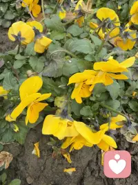 教育不是指责，而是帮助父母找到更好的方式爱孩子。
当全世界都在否定你的孩子时，请记住：你的拥抱就是他最温暖的港湾。
想改变孩子，先成长自己。把责任推给孩子，只会让他更无助。
父母无法决定孩子的路，但可以用爱照亮他的方向。改变不是认错，而是为了给孩子更好的陪伴。
[爱心] 早安 愿每个孩子都被温柔以待 [爱心]