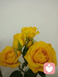 快过年了，除了感觉很麻烦，并没有欣喜的感觉配图