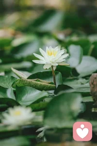 内心的差别在于当下的每个念头，当下的念头导致未来的因果不同，倾诉出来的此刻，能让你看清自己，了解内在。