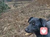 养活狗狗的才知道，有时候很会看人情绪，心情不好他会陪着你，心情好它跟你玩闹，农村真是治愈人的地方，每一口空气都没有杂质