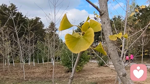 假性亲密:为什么我们近在咫尺却远在天涯