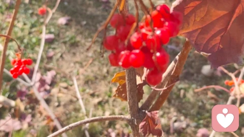 关系创伤修复：裂痕如何成为最坚固的地方