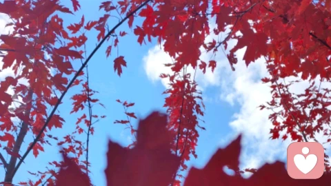 告别拖延症，从心理机制破解行动难题