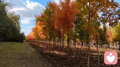 幸福的双翼：从自洽与自尊看心理健康的建设