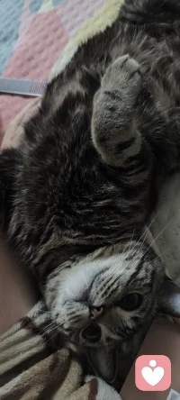 今天的“功课”从一声喷嚏和猫尾巴的道歉开始。小生命的应激与信任，像一面镜子照见关系里的慌张与安稳。原来倾听的底气，也藏在这些被需要的瞬间里——它们用呼噜声告诉我：被全然信任着，本身就是一种治愈的力量。