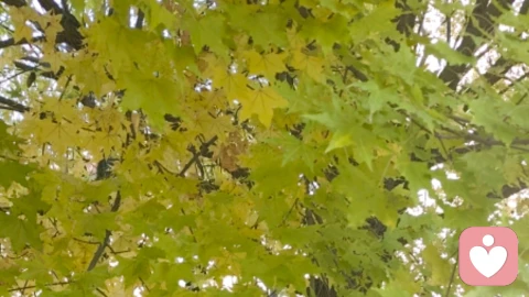 压力大时总觉得“缺爱”？对高敏感人群来说，这其实是你的天赋在“报警”