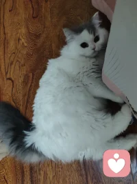 毛茸茸的小家伙们总能轻易抚平心里的褶皱。就像倾听时，当对方慢慢敞开心扉，那种被信任的感觉，也会让人觉得温暖又有力量。如果你也需要这样一个能让心情变软的时刻，我在这里听你说。配图