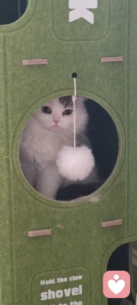 【情感随笔】情感里的“安全窝”：就像小欢喜需要一个能躲避喧嚣的猫窝，人在关系里也需要“相信被爱”的底气。总用试探当盾牌，反而会把真心推远。真正的安全感，是敢放下“必须被证明”的执念，让爱有处可栖。配图