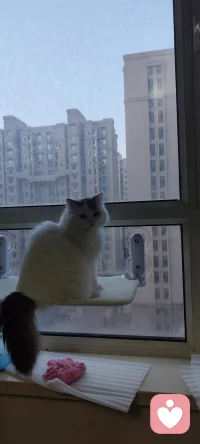 看欢喜玩耍的样子，纯粹又治愈。生活里，你是否也有许多情绪想找个出口？当你愿意静下心来倾诉，就像给心灵打开了一扇窗。那些曾经被忽略的情绪、被压抑的感受，都能在倾诉中得到安放。我在这里，愿意做你最忠实的倾听者，陪你一起与自己和解。配图