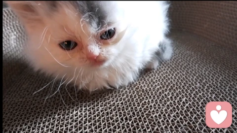 当猫咪教会我们：焦虑型依恋不是缺陷，而是未被看见的渴望