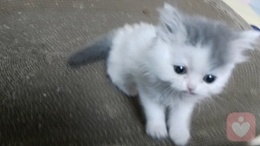 深夜等候室：当焦虑依恋者遇见倾听的微光