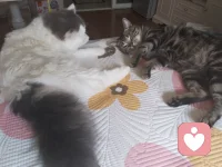 清晨微亮，我已坐在整洁的书桌前，手边一杯热牛奶正散发着暖意。我清空了思绪，带着平静又柔软的心，静静等你到来，听你诉说所有想说的话。配图