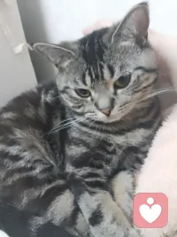 今天整理咨询室的沙发时，阳光刚好落在抱枕上，像极了很多人倾诉时卸下防备的样子。想起那位39岁的朋友，想起她字里行间的勇敢与破碎。其实生活里藏着很多这样的时刻：可能是通勤路上突然红了的眼眶，可能是深夜翻来覆去删不掉的对话框，可能是某个瞬间突然愣住，发现自己又在想那件事。没关系，你可以慢慢来。我的沙发永远有一个空位，我的耳朵永远为你敞开。无论你此刻正经历着什么，是第几次想起那些难过的瞬间，我都在这里，陪着你，等你慢慢好起来。配图